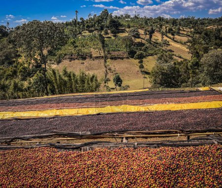 Photo for Coffee cherries drying in the sun on plastic sheeting on bamboo shelves in the mountains of the Sidama region. - Royalty Free Image
