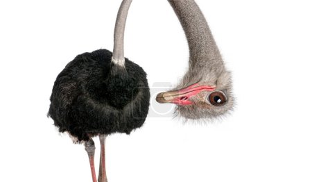 Retrato de un avestruz macho divertido y lindo al revés; cabeza abajo. con un efecto de perspectiva encogiendo el cuerpo que crea mucha profundidad, aislado en blanco