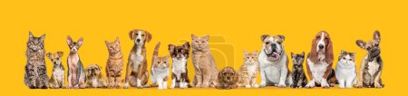 Téléchargez les photos : Groupe de chats et chiens Isolé sur fond orange. Bannière. Remasterisé - en image libre de droit