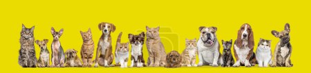 Téléchargez les photos : Groupe de chats et chiens isolés sur fond jaune, Banner. Remasterisé. - en image libre de droit