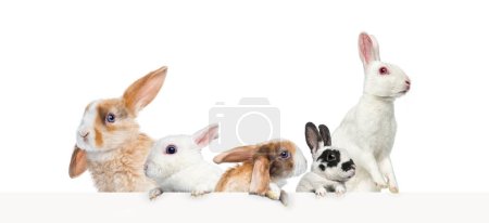 Téléchargez les photos : Groupes de lapins différents appuyé sur une bannière web vide pour placer le texte. Espace vide pour le texte, isolé sur blanc - en image libre de droit