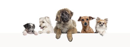 Photo for Groups of different dogs leaning on a empty web banner to place text.    Empty space for text, isolated on white - Royalty Free Image