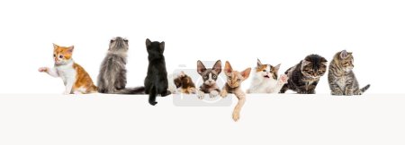 Foto de Grupos de diferentes gatos apoyados en un banner web vacío para colocar texto. Espacio vacío para texto, aislado en blanco - Imagen libre de derechos