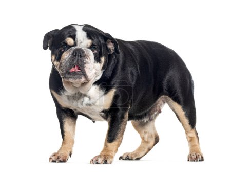 Foto de Vista lateral de un bulldog inglés de pie, aislado sobre blanco - Imagen libre de derechos