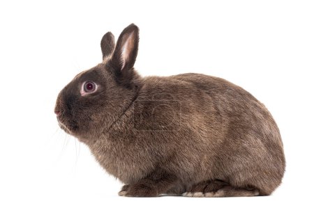Téléchargez les photos : Portrait d'un lapin nain, vue de côté, isolé sur blanc - en image libre de droit