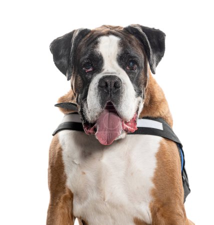 Photo for Head shot of a panting Boxer wearing a harness, Isolated on white - Royalty Free Image