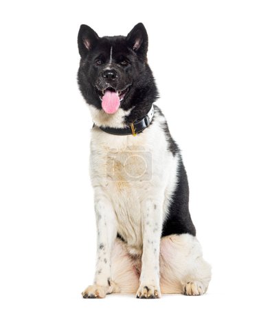 Photo for American Akita, isolated on white - Royalty Free Image