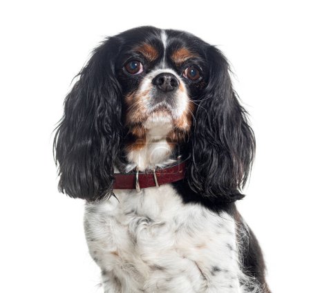 Photo for Head shot of a Cavalier king charles wearing a collar, Isolated on white - Royalty Free Image