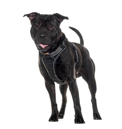 Photo for Black Mixedbreed standing and wearing a collar - Royalty Free Image