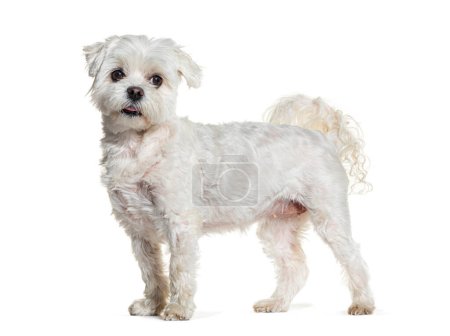 Téléchargez les photos : Vue latérale d'un chien maltais debout, isolé sur blanc - en image libre de droit