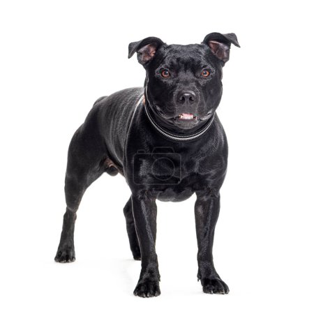 Téléchargez les photos : Black Staffordshire Bull Terrier portant un collier pour chien, isolé sur blanc - en image libre de droit