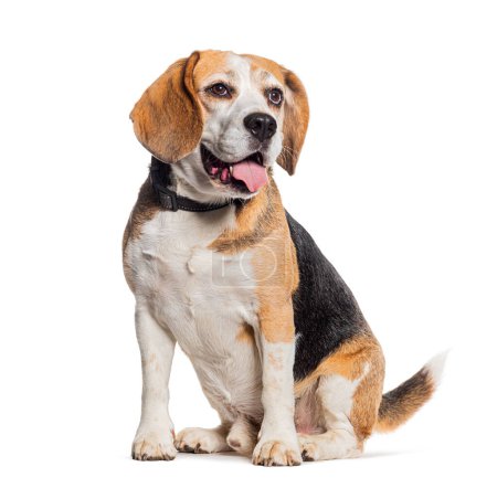 Téléchargez les photos : Beagle haletant portant un collier, isolé sur blanc - en image libre de droit