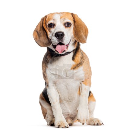 Photo for Panting Beagle wearing a collar, isolated on white - Royalty Free Image