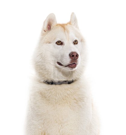 Photo for Head shot of a Husky wearing a dog, isolated on white - Royalty Free Image