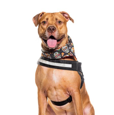 Photo for Head shot of a Bastard dog panting and wearing an harness, isolated on white - Royalty Free Image