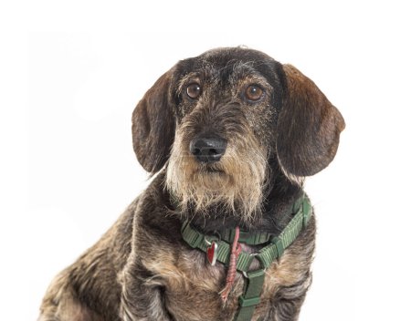 Photo for Head shot of a Dachshund wearing an harness, Isolated on white - Royalty Free Image