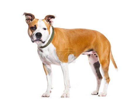 American Staffordshire terrier con un collar de perro, aislado en blanco
