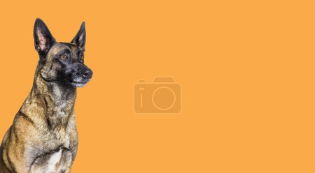 Téléchargez les photos : Plan de tête d'un malinois regardant loin, berger belge, isolé sur fond de couleur orange - en image libre de droit