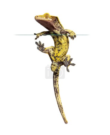 Téléchargez les photos : Vue du bas d'un gecko à crête escaladant une fenêtre et vu à travers le verre, montrant ses ventouses, isolé sur blanc - en image libre de droit