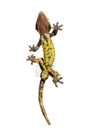 Téléchargez les photos : Vue du bas à travers le verre d'un gecko à crête montrant ses ventouses, Correlophus ciliatus, isolé sur fond blanc - en image libre de droit