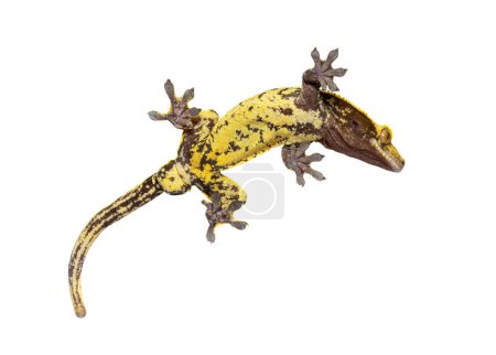Téléchargez les photos : Vue du bas à travers le verre d'un gecko à crête montrant ses ventouses, Correlophus ciliatus, isolé sur fond blanc - en image libre de droit