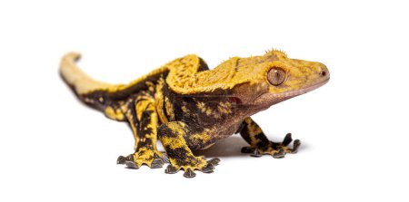 Téléchargez les photos : Gecko à crête, Correlophus ciliatus, isolé sur blanc - en image libre de droit