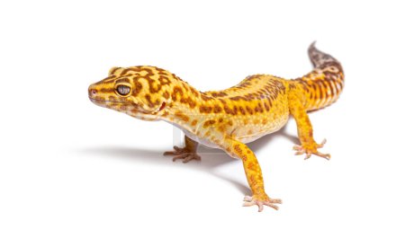 Foto de Side view of Leopard gecko, Eublepharis macularius, isolated on white - Imagen libre de derechos