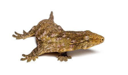 Foto de Nueva Caledonia agitado gecko, Rhacodactylus auriculatus - Imagen libre de derechos