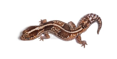 Téléchargez les photos : Vue dorsale d'un gecko africain à queue grasse, Hemitheconyx caudicinctus - en image libre de droit