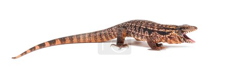 Photo for Side view of a Red tegu mouth open, Salvator rufescens, isolated on white - Royalty Free Image