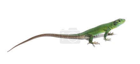 Photo for Green Timon pater specie of Wall lizard, isolated on white - Royalty Free Image