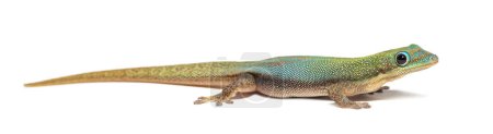 Photo for Gold dust day gecko, Phelsuma laticauda, Isolated on white - Royalty Free Image