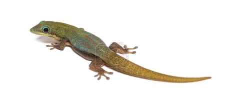 Photo for Gold dust day gecko, Phelsuma laticauda, Isolated on white - Royalty Free Image