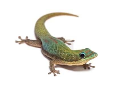Téléchargez les photos : Gold dust day gecko, Phelsuma laticauda, Isolated on white - en image libre de droit