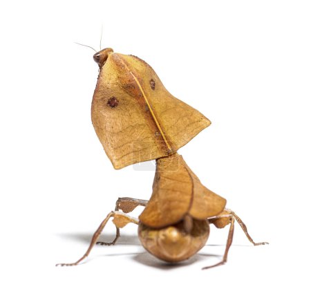 Foto de Vista posterior que muestra las macetas de una mantis deroplatys hembra de hoja muerta truncata, aislada en blanco - Imagen libre de derechos