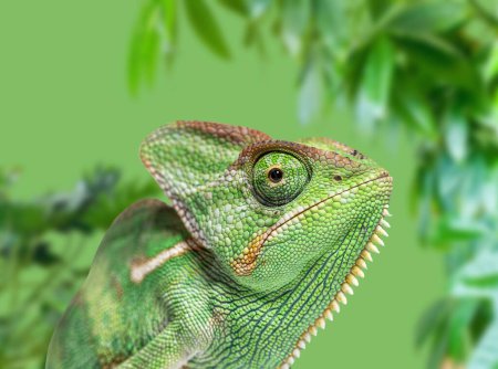 Foto de Foto de cabeza de un camaleón velado, Chamaeleo calyptratus sobre un fondo verde de vegetación borrosa - Imagen libre de derechos