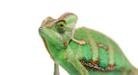 Foto de Foto de un camaleón velado, Chamaeleo calyptratus, aislado en blanco - Imagen libre de derechos
