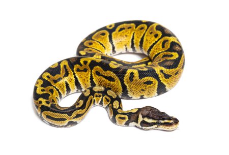 Foto de Pastel ball python, Python Regius, isolated on white - Imagen libre de derechos