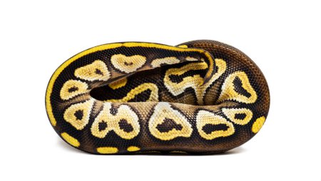 Téléchargez les photos : Pastel AVC ball python, Python Regius, isolated on white - en image libre de droit