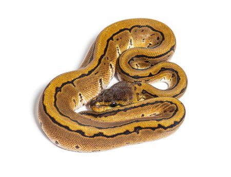 Foto de Pinstripe ball python, python regius, isolated on white - Imagen libre de derechos