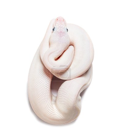 Foto de Blue Eyed Leucistic Python Regius, isolated on white - Imagen libre de derechos