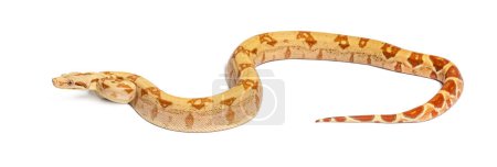 Photo for VPI sunglow het Anery Boa constrictor, isolated on white - Royalty Free Image