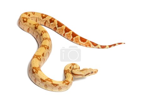 Photo for VPI sunglow het Anery Boa constrictor, isolated on white - Royalty Free Image