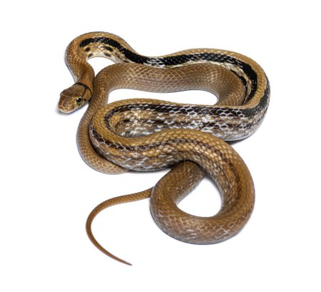 Téléchargez les photos : Copperhead rat snake tongue out, Coelognathus radiatus, isolated on white - en image libre de droit