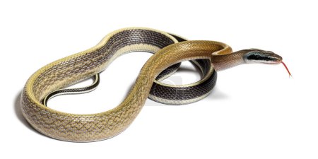 Téléchargez les photos : Beauty rat snake tongue out, orthriophis taeniurus ridleyi, isolated on white - en image libre de droit