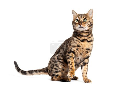Photo for Bengal cat sitting and pawing up, looking up, isolated on white - Royalty Free Image