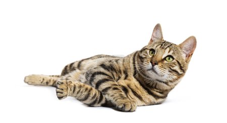 Photo for Bengal cat lying down and looking up, isolated on white - Royalty Free Image