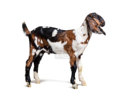 Foto de Side view of a Anglo-Nubian goat or Nubian, isolated on white - Imagen libre de derechos
