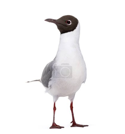 Téléchargez les photos : Adult summer plumage, black-headed gull, Chroicocephalus ridibundus, isolated on white - en image libre de droit