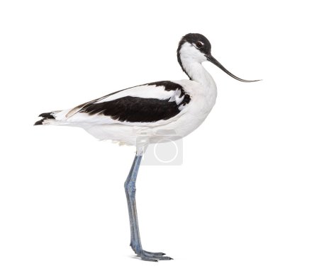 Téléchargez les photos : Pied avocet, Recurvirostra avosetta,  black and white wader, stilt family, isolated on white - en image libre de droit